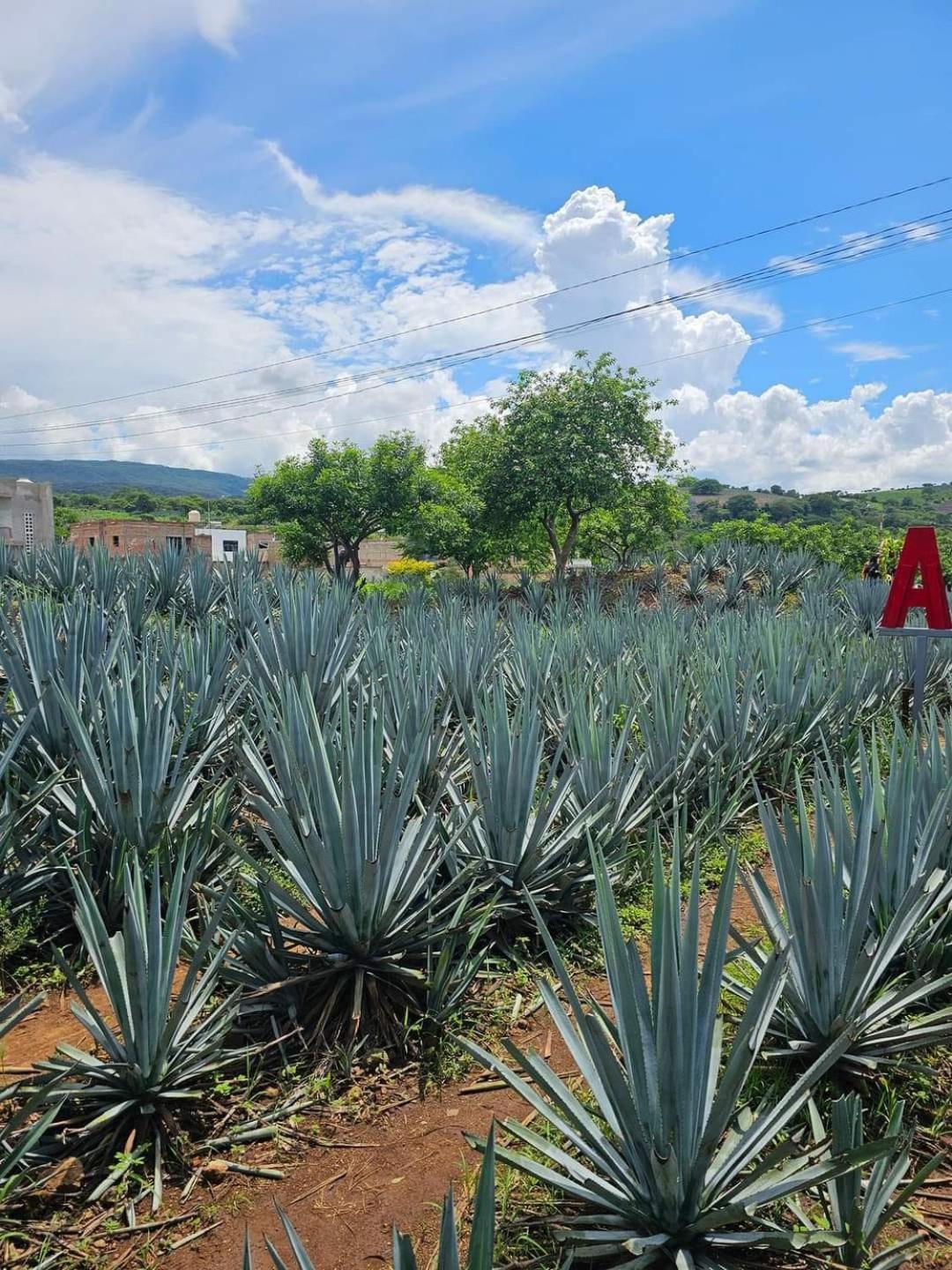 Hotel "El Origen" Tequila Exteriör bild